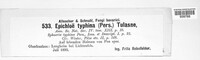 Epichloe typhina image